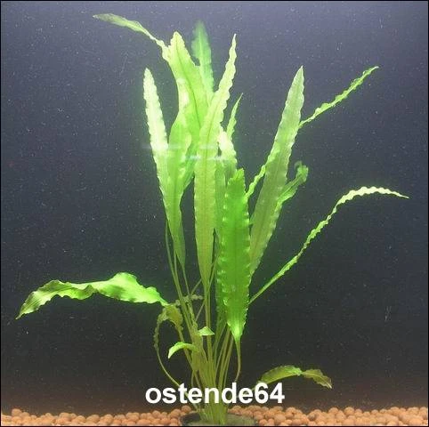 Krause Wasserähre / Aponogeton Crispus