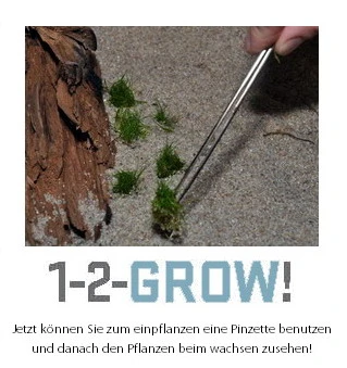 1-2-GROW! Zwergkleeblatt / Marsilea Hirsuta Von TROPICA – Bild 4