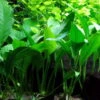 Anubias Angustifolia Afzelii / Kleine Schmalblättrige Anubias