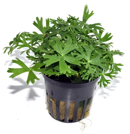 Kleiner Fluss-Hahnenfuß / Ranunculus Inundatus NEUHEIT