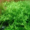 Große Grüne Rotala / Rotala Species 'Green'