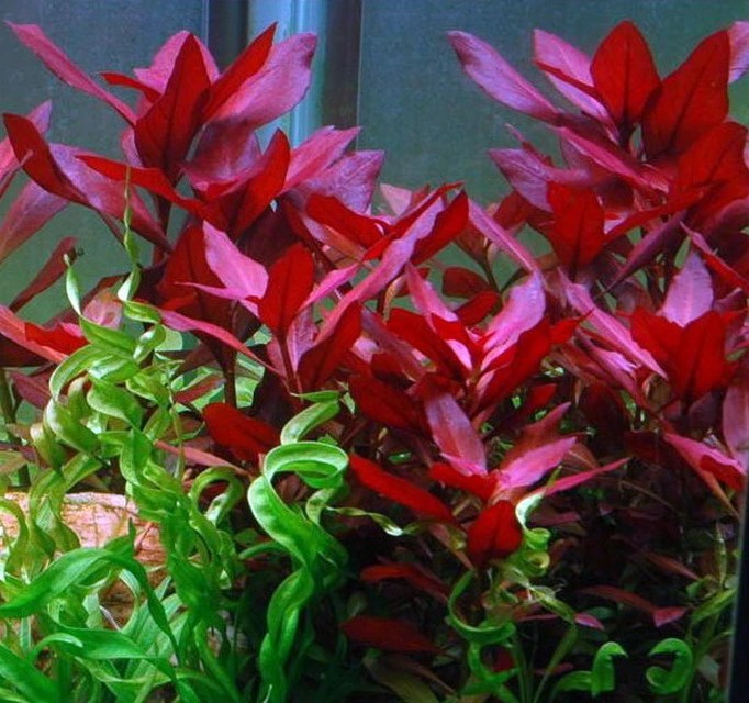 Rubinrote Ludwigie / Ludwigia Repens RUBIN Im Topf – Bild 2