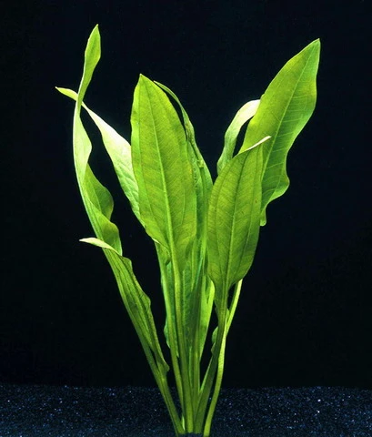 Schwarze Amazonas-Schwertpflanze / Echinodorus Parviflorus - Peruensis – Bild 2