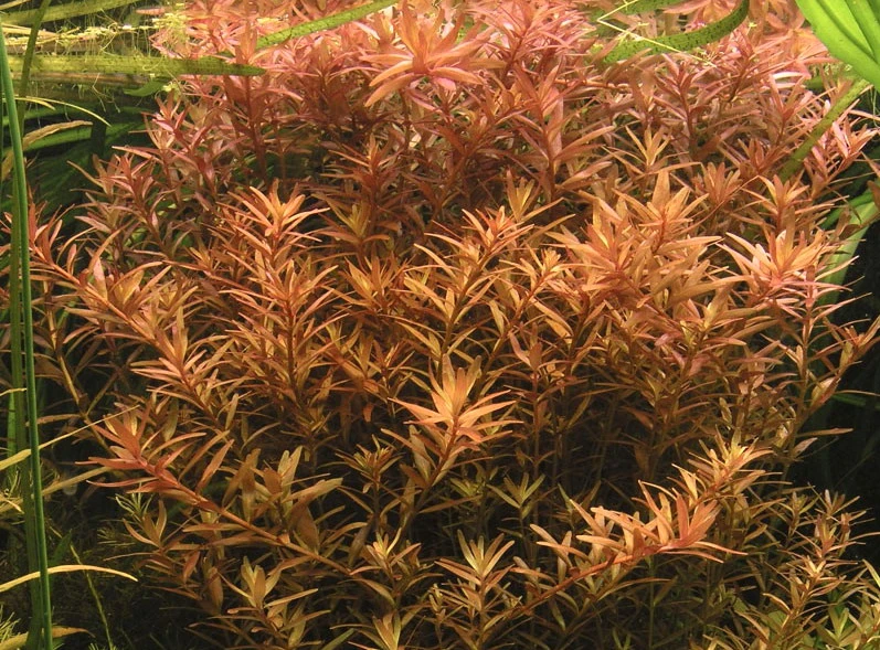 In-Vitro Kleine Rotala / Rotala Indica - Rotundifolia