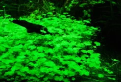 Hydrocotyle Cf. Tripartita (Hydrocotyle Sp. 'Japan') TOP-Rarität