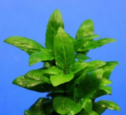 Kriechende Staurogyne / Staurogyne Spec. Rio Cristalino *NEUHEIT*