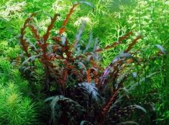 Fiederspaltiger Wasserfreund / Hygrophila Pinnatifida