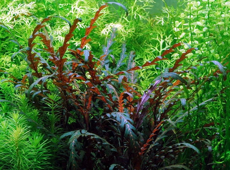 Fiederspaltiger Wasserfreund / Hygrophila Pinnatifida