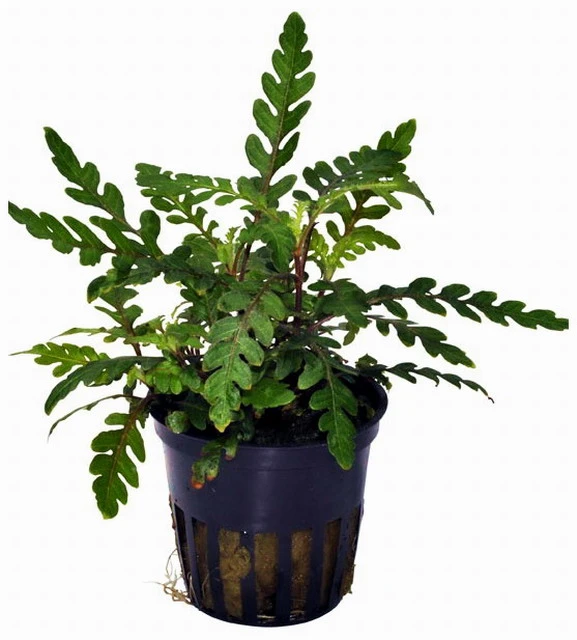 Fiederspaltiger Wasserfreund / Hygrophila Pinnatifida – Bild 2