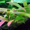 Mini Kirschblatt / Hygrophila Corymbosa Compact - Kompakt