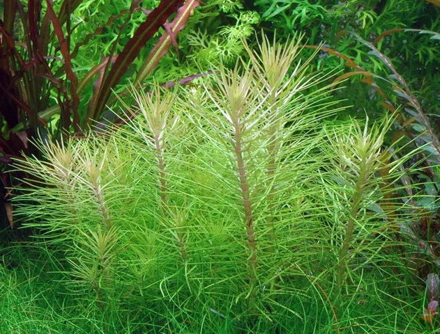 Indische Sternpflanze / Pogostemon Erectus - NEUHEIT *Rarität* – Bild 2