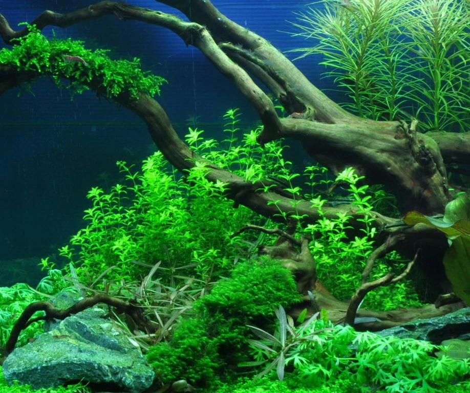 Zierliches Perlenkraut / Micranthemum - Hemianthus Micranthemoides Im Topf – Bild 2