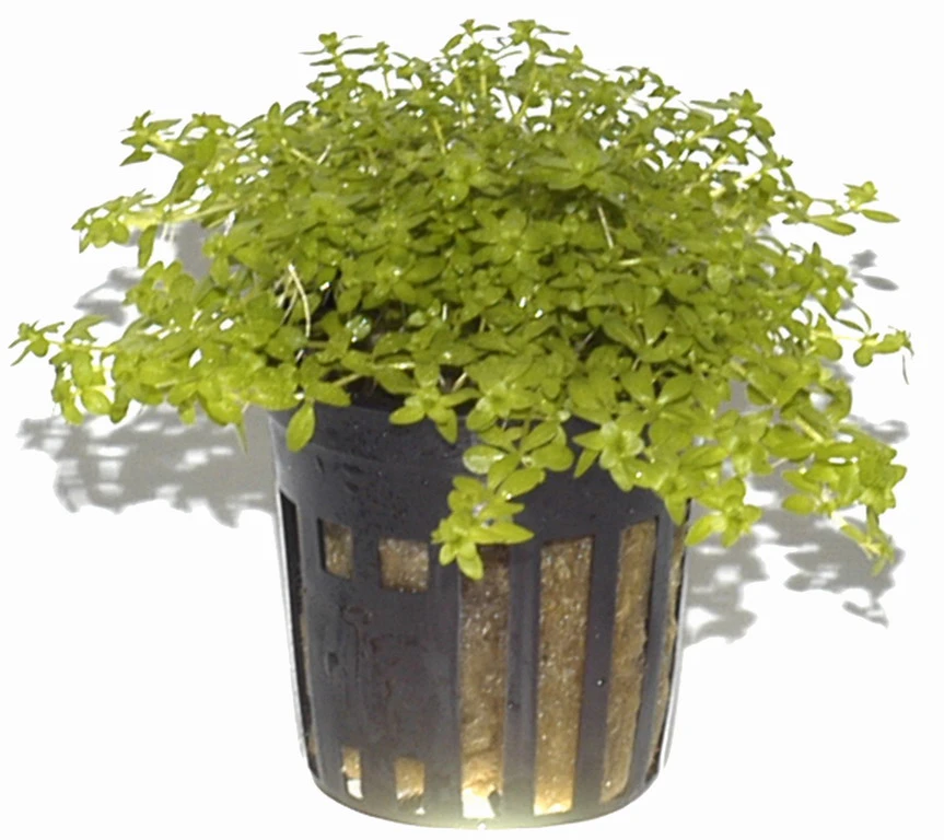 Zierliches Perlenkraut / Micranthemum - Hemianthus Micranthemoides Im Topf – Bild 3