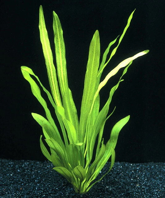 Uruguay-Schwertpflanze / Echinodorus Uruguayensis