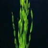 Große Wasserschraube / Vallisneria Americana - Asiatica Im Topf