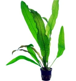 Große Genoppte Wasserähre / Aponogeton Boivinianus