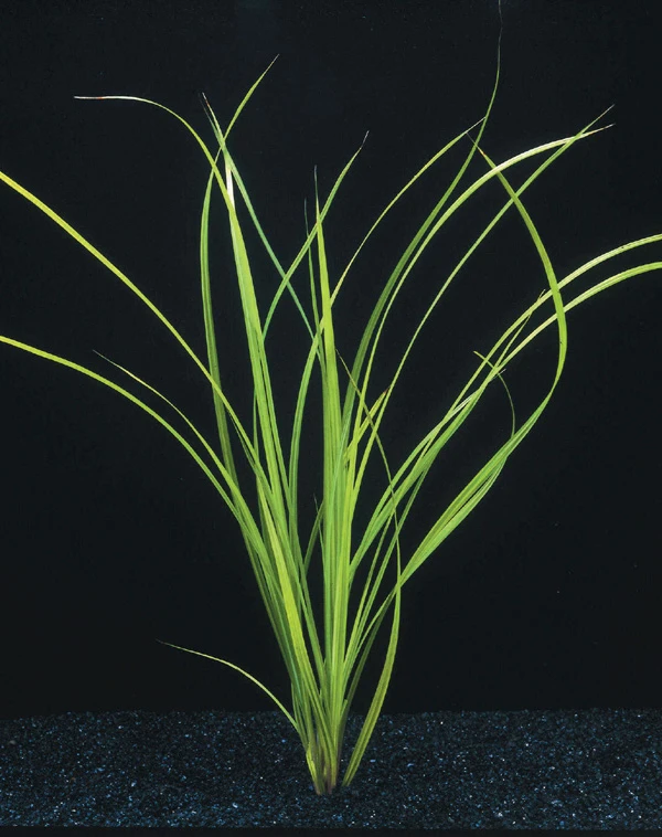 Helfers Zyperngras / Cyperus Helferi Im Topf