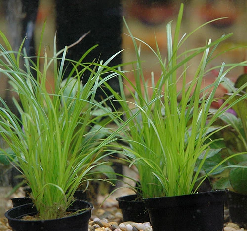 Helfers Zyperngras / Cyperus Helferi Im Topf – Bild 3