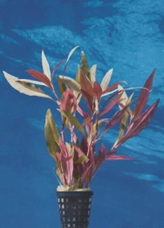 Schmalblättriges Papageienblatt / Alternanthera Reineckii Bronze