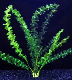 Stark Gewellte Wasserähre / Aponogeton Capuroni