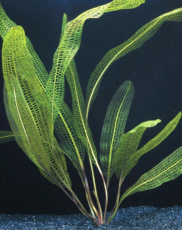 Madagaskar Gitterpflanze / Aponogeton Madagascariensis