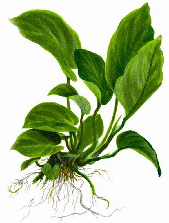 MUTTERPFLANZE Anubias Barteri Var. Caladiifolia "1705" / Breitblättriges, Langstieliges Speerblatt – Bild 3