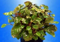 Zwerg-Kardinalslobelie / Lobelia Cardinalis Mini NEU!