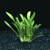 XL In-Vitro Zwerg-Wasserkelch / Cryptocoryne Parva