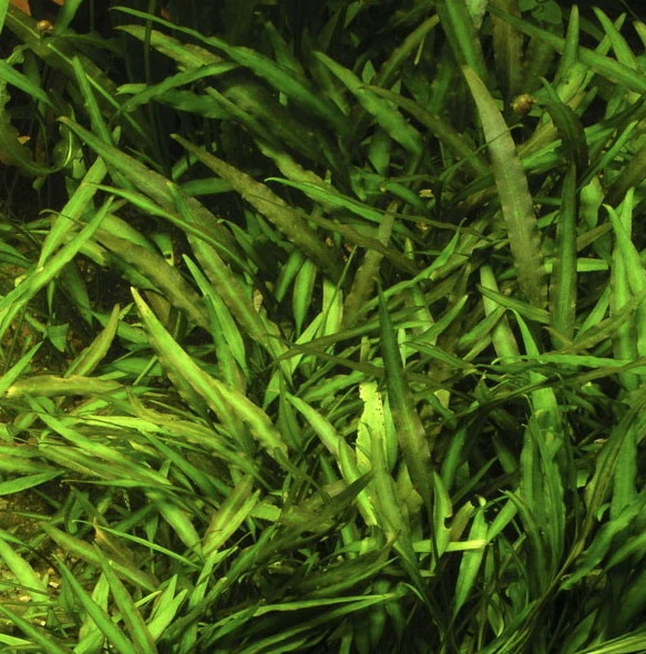 Willi's Wasserkelch / Cryptocoryne X Willisii "nevillii"