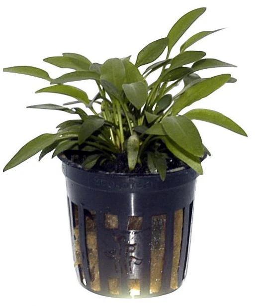 Willi's Wasserkelch / Cryptocoryne X Willisii "nevillii" – Bild 2