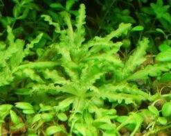 Kleiner Stern 'Daonoi' - Sternkraut / Pogostemon Helferi