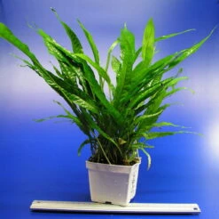 MUTTERPFLANZE Javafarn / Microsorum Pteropus