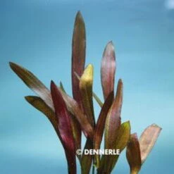 Dennerle Echinodorus Scarlet Snake - Prächtig Rot