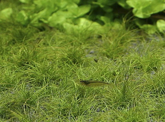 Zwerg-Nadelsimse / Eleocharis Parvulus - Pusilla Im Topf