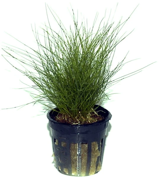 Zwerg-Nadelsimse / Eleocharis Parvulus - Pusilla Im Topf – Bild 2