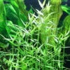 Tropica Asiatische Tagblume / Murdannia Keisak