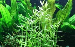 Tropica Asiatische Tagblume / Murdannia Keisak