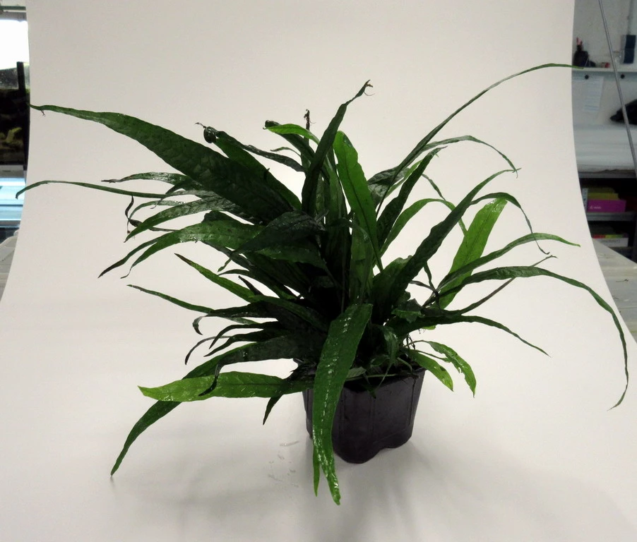 MUTTERPFLANZE Schmalblättriges Javafarn / Microsorum Pteropus Narrow