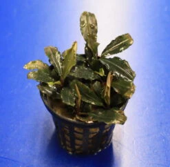 Mini Bucephalandra / Bucephalandra Sp. 'mini Catherinae' ***Top RARITÄT***