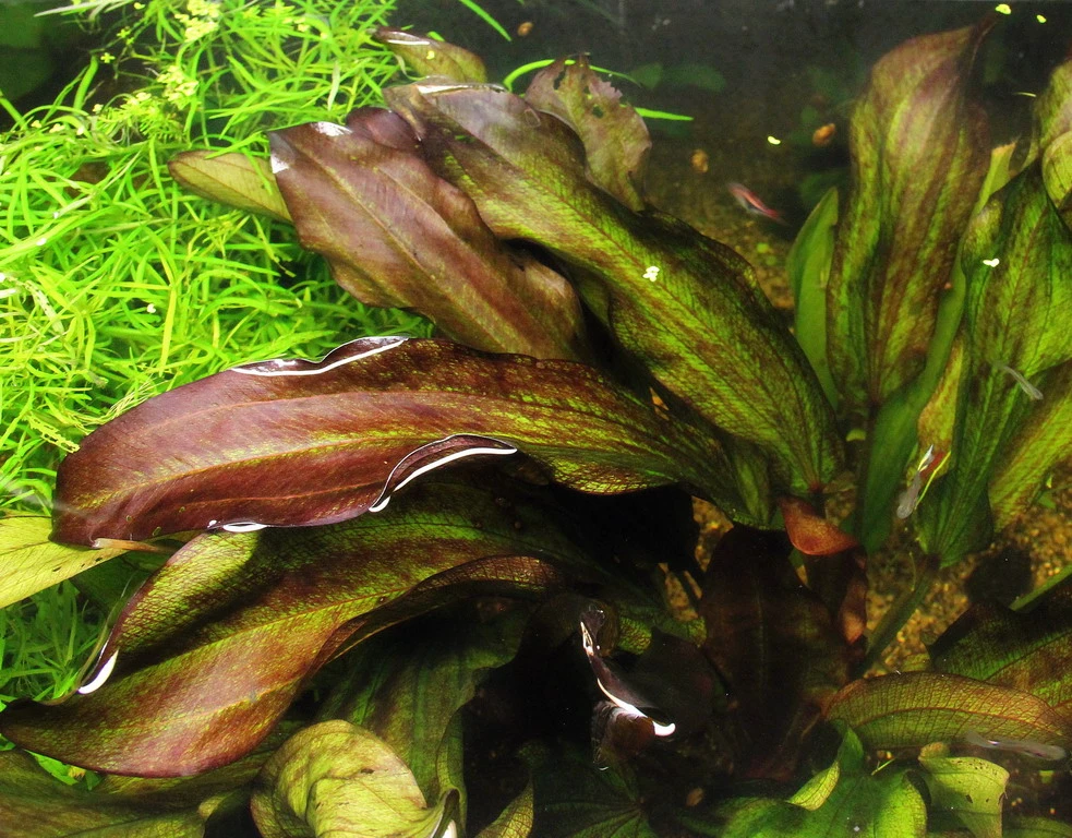 MUTTERPFLANZE DER WOCHE Echinodorus / Schwertpflanze – Bild 2