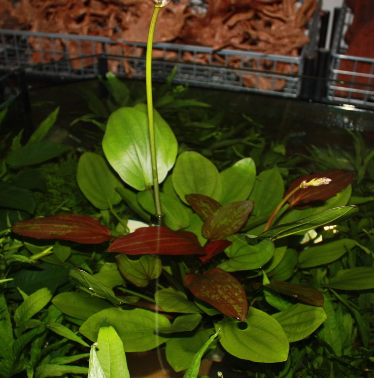 MUTTERPFLANZE DER WOCHE Echinodorus / Schwertpflanze – Bild 3