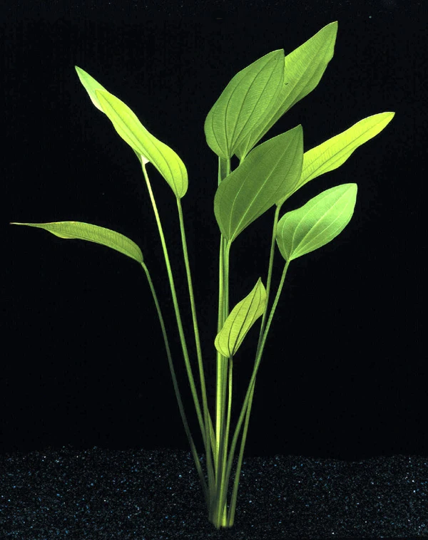 MUTTERPFLANZE DER WOCHE Echinodorus / Schwertpflanze – Bild 4