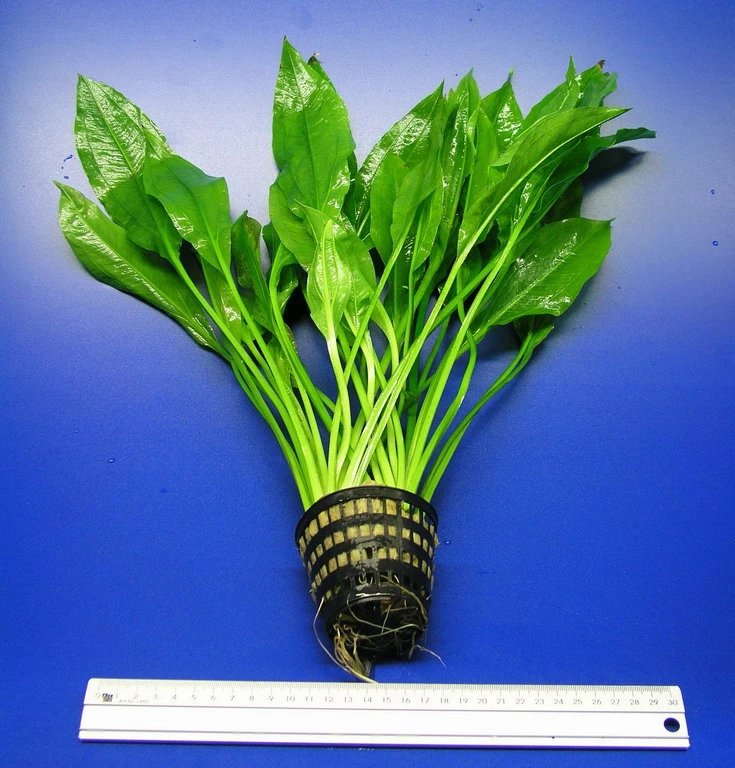 MUTTERPFLANZE DER WOCHE Echinodorus / Schwertpflanze – Bild 5