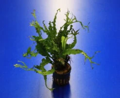 RARITÄT Microsorum Pteropus 'Twisted Leaf'