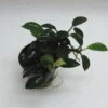 RARITÄT Kriechende Anubias / Anubias Nana 'paxing'
