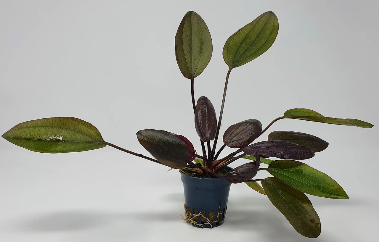 Kirschrote Schwertpflanze / Echinodorus Aflame – Bild 2