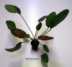 Indianer Schwertpflanze / Echinodorus 'Indian Red'