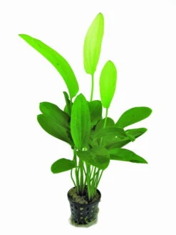 Dreifarbige Schwertpflanze / Echinodorus 'Tricolor'