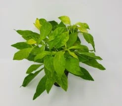 Heckenartiges Papageienblatt / Alternanthera Ficoidea