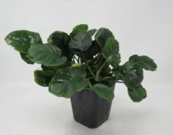 MUTTERPFLANZE Rundblättrige Anubias / Anubias Barteri Coin Leaf !!!